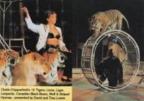Chipperfield's Circus Tigers Lady Trainer Advertising PB Postcard Photo