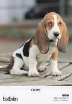 Chips BBC Eastenders TV Show Doberman Dog Rare Cast Card Photo