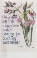 Chives Handsome Sallet Comfrey Ointment Natural Remedy Song Songcard Postcard