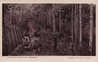 Cinchona Plantation Daradjat African Congo Real Photo Postcard