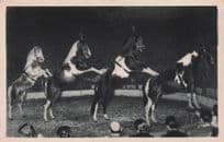 Circus Horses Performing The Pyramid Vintage French Postcard