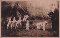 Circus Tent Unidentified Performing Dog Act & Trainer Old RPC Postcard