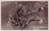 Circus Tigers at Blackpool Tower Menagerie Vintage Postcard