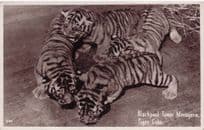 Circus Tigers in Blackpool Tower Menagerie Vintage Postcard