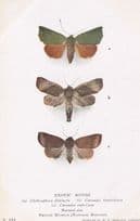 Clethrophora Distincta Korean Japanese Antique Exotic Moths Postcard