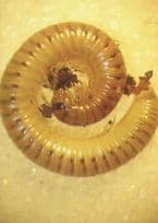 Club Tailed Millipede Insect Rare Postcard