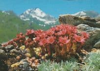 Cobweb Cob Webbed Houseleek Unusual Rare Flowers Postcard