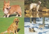 Cocker Spaniel Irish Setter Dog Corgi Puppy Wolf Parliament 4x Postcard s