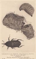Coconut Palm Weevil Cocoon Grub British Natural History Museum Antique Postcard