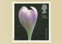 Colchicum Flower Limited Edition Postcard
