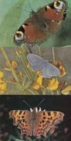 Common Blue Comma Peacock Blue 3x Butterfly 1970s Postcard s
