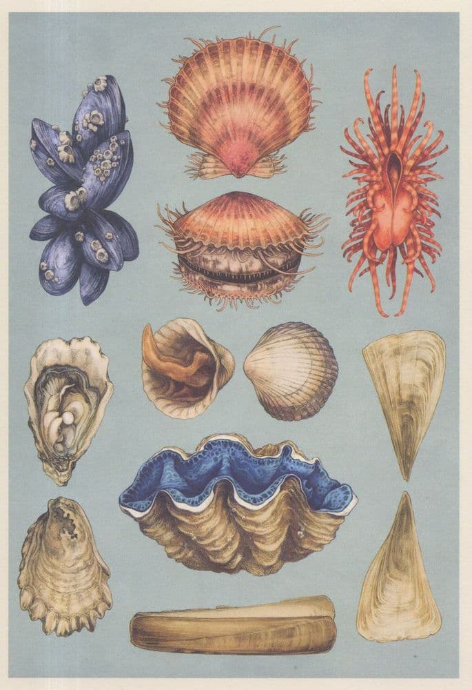 Common Fan Mussel Pacific Oyster Cockle Giant Razor Clam Fish Postcard