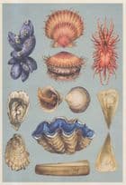 Common Fan Mussel Pacific Oyster Cockle Giant Razor Clam Fish Postcard