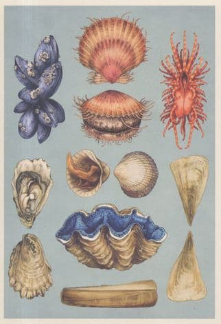 Common Fan Mussel Pacific Oyster Cockle Giant Razor Clam Fish Postcard