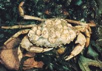 Common Hermit Crab Seashore Sealife Rare Postcard