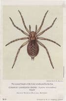 Common Labyrinth Spider Antique British History Museum Postcard