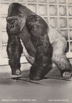 Congo The African Gorilla At Bristol Zoo Old Postcard