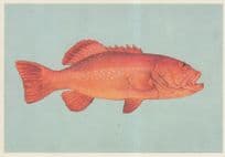 Coral Hind Fish Epinephelinae Cephalopholis Miniata Painting Postcard