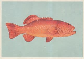 Coral Hind Fish Epinephelinae Cephalopholis Miniata Painting Postcard