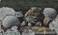 Coral Reefs Angel Fish Bermuda Sealife South America Old Postcard