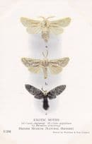 Cossus Cheesmani Aegyptiaca Cossidae Moth Family Exotic Moths Postcard