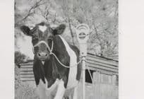 Cow Tied To A 1960s Parking Meter Comic Award Photo Postcard