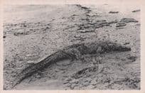 Crocodile Animal Hunting Bilhete Antique Blood Sports Portugal Postcard