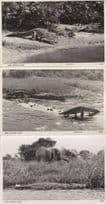 Crocodile East African Game 3x Real Photo Postcard s
