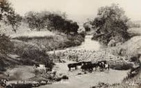 Crossing The Stream Cattle at South African Farm Old RPC Postcard