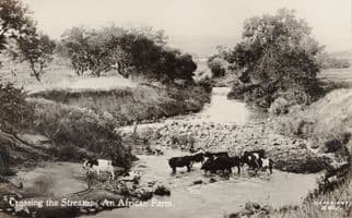 Crossing The Stream Cattle at South African Farm Old RPC Postcard