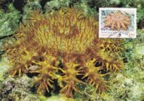 Crown Of Thorns Dornenkrone Indian Starfish WWF Stamp FDC Postcard