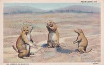 Cunning Prairie Dogs Old Linen American Postcard