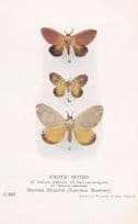 Dalcera Semirufa Dalceridae Moths Antique Exotic Moth Postcard