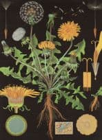Dandelion Flower Old School Lesson Wall Chart Postcard
