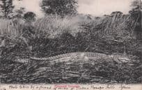 Dead Killed Crocodile Victoria Falls Friends Photo Old African Postcard