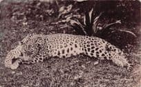 Dead Leopard From Big Cat Animal Hunting Old Real Photo Postcard