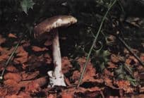 Death Cap Deadly Poisonous Mushroom Toadstall Rare Postcard