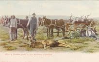 Deer Animal Slaughter At Koodoo Hunt Transvaal South African Old Postcard