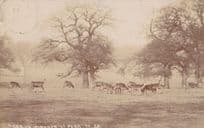 Deer at Windsor Park Berkshire Antique Real Photo Postcard