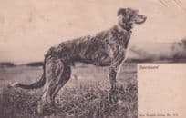 Deerhound Fox Hunting Wrench Series Antique Postcard