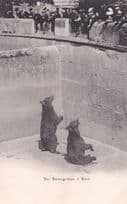 Der Barengraben Bern Switzerland Bears Antique Postcard