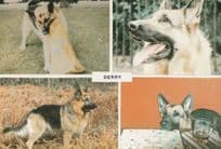 Derry Dog Irish Alsation Dogs Drunk The Guiness Postcard