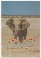 Desert Beach Elephant With Baby Deer Cute Animal Postcard