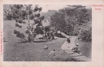 Deserted Baskets Garden Penang Malaysia Kaulfuss No 36 Old Postcard