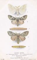 Desmocraera Neavei Varia Moth Caterpillar Exotic Moths Postcard