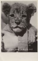 Diana Gays Lion Farm Zoo El Monte Old Cub WW1 Real Photo Postcard