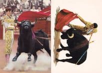Diego Puerta Spanish Bullfighter & Bullfight Death 2x Postcard s