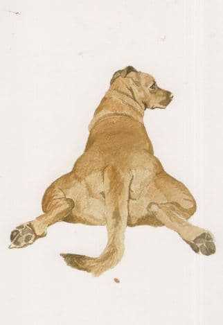 Dog Doing A Circus Split Sleeping Dogs Painting Postcard