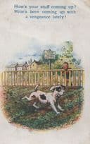Dog Doing Poos In Allotment Comic Old Toilet Humour Postcard
