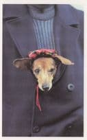 Dog In Owners Pocket New York Award USA Dogs Photo Postcard